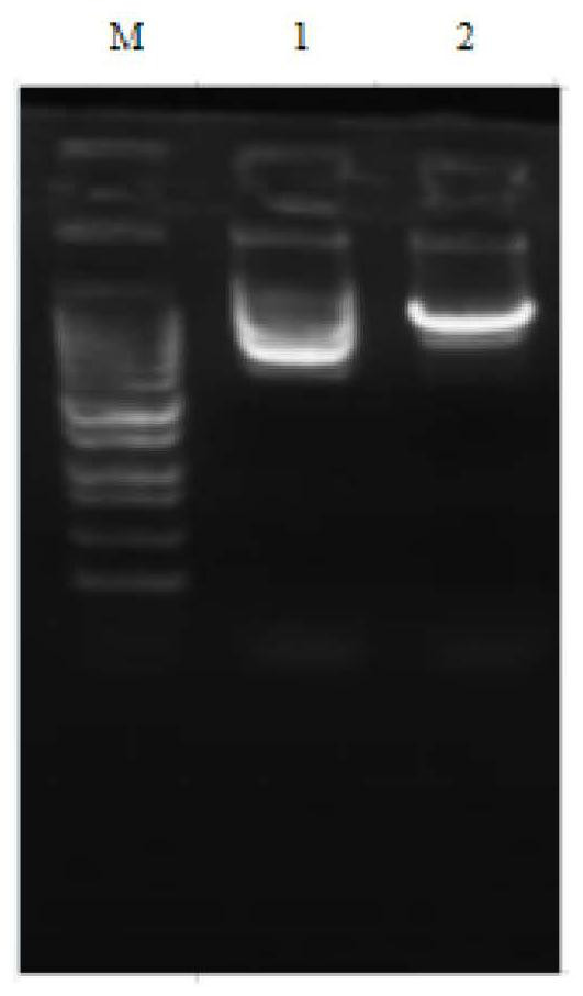 Method for effectively expressing NaD1 protein by using yeast expression system