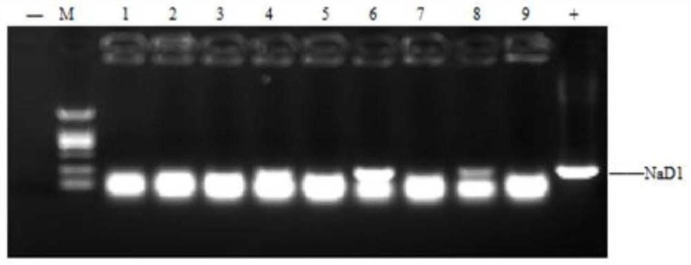 Method for effectively expressing NaD1 protein by using yeast expression system