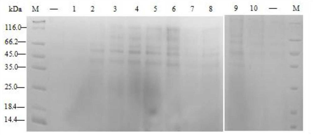 Method for effectively expressing NaD1 protein by using yeast expression system