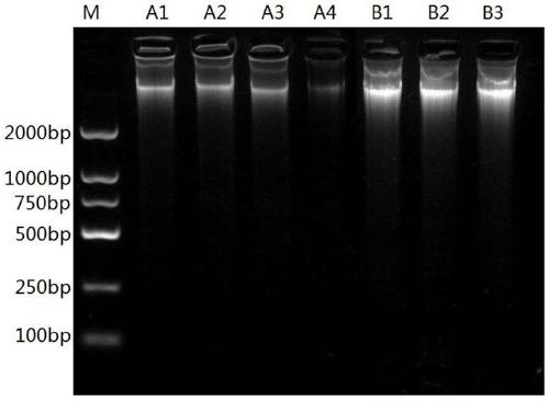 Pseudorabies wild virus and porcine hepatitis E virus qPCR kit and method