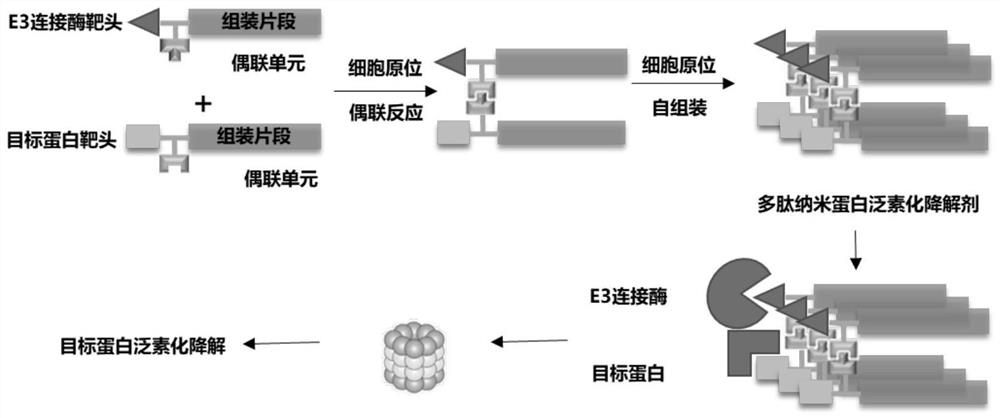 Polypeptide PROTAC molecule as well as preparation method and application thereof