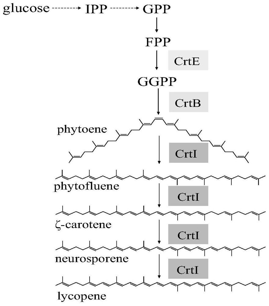 Mutant strains for realizing universal enzyme catalytic functional diversity and construction methods thereof