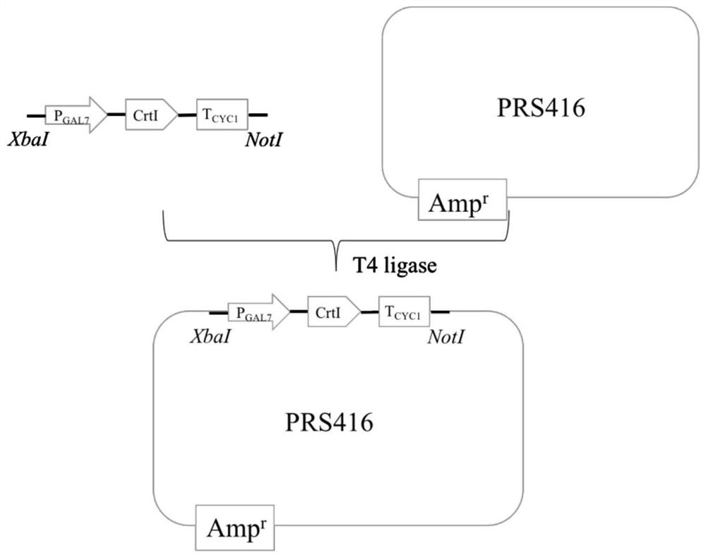 Mutant strains for realizing universal enzyme catalytic functional diversity and construction methods thereof