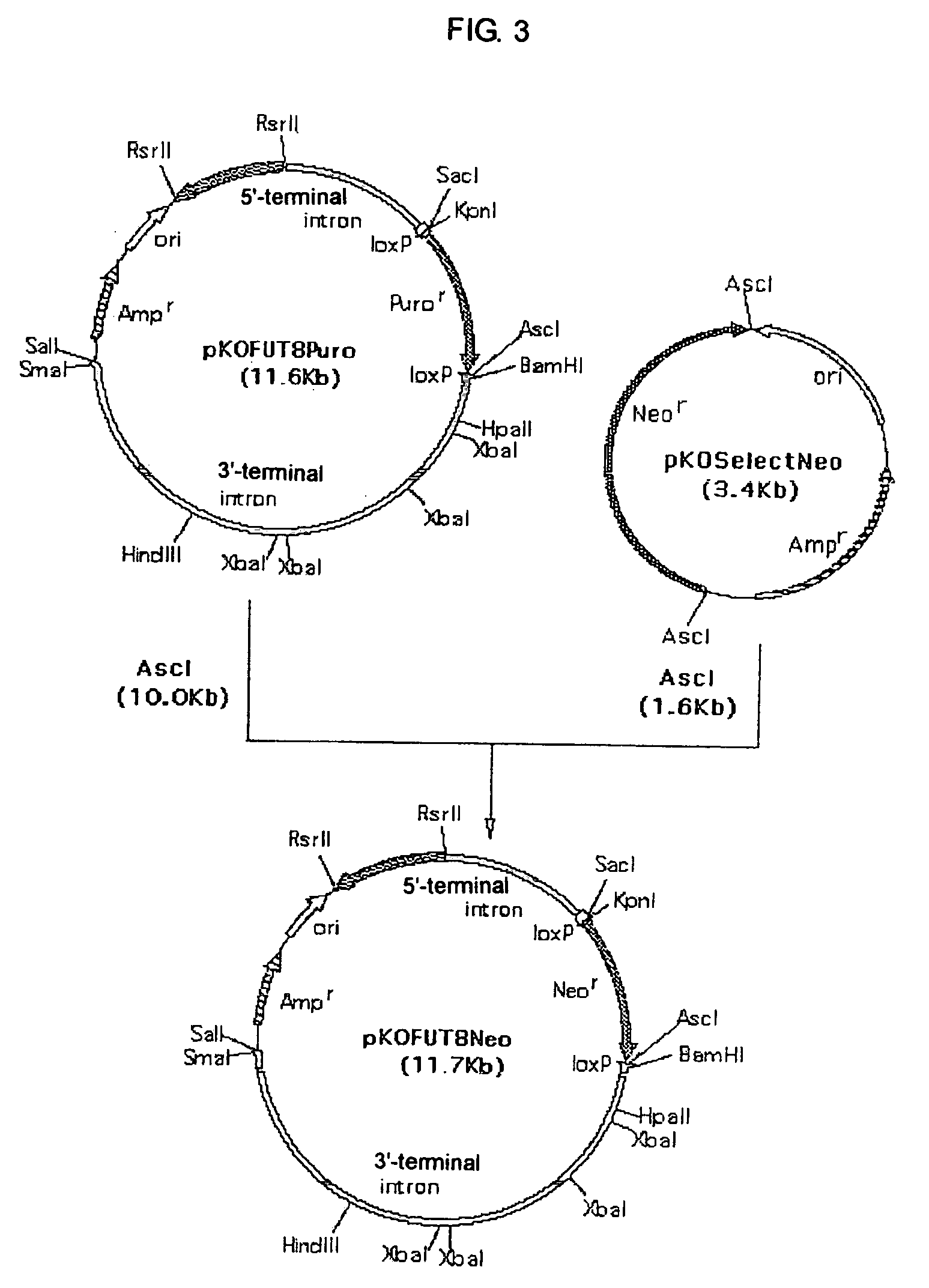 Method of producing recombinant antithrombin III composition