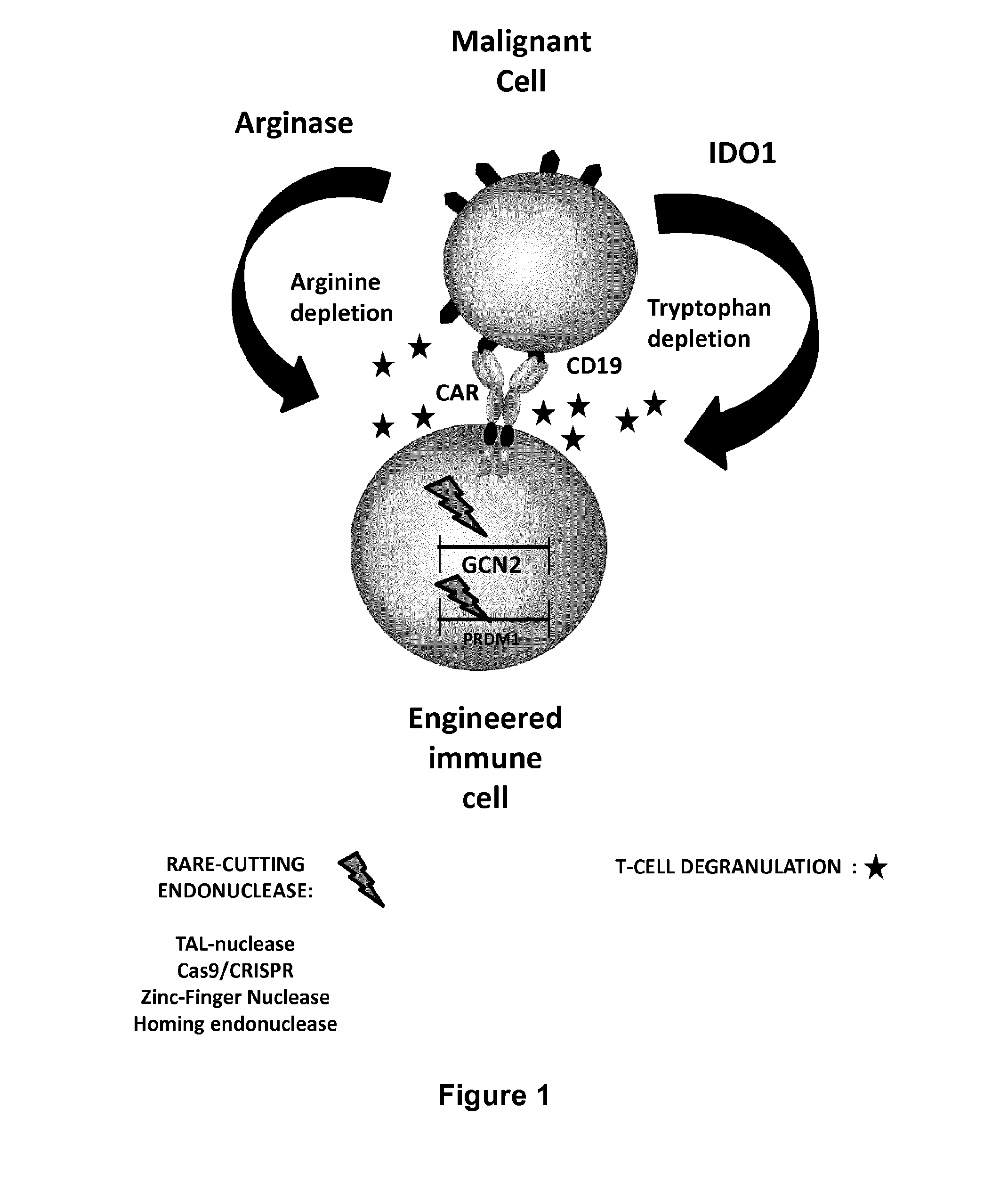 Method for generating immune cells resistant to arginine and/or tryptophan depleted microenvironment