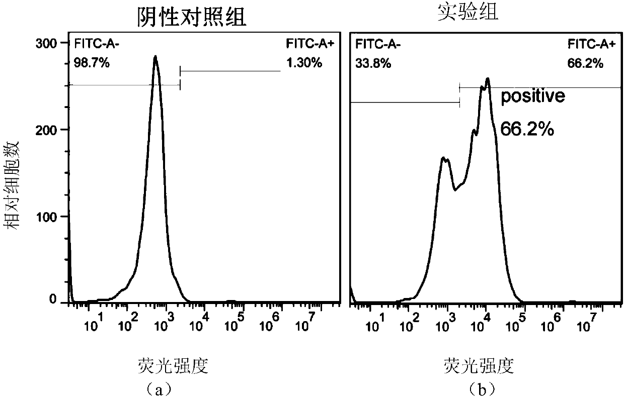 Single-chain antibody targeting CD22, chimeric antigen receptor T cell, preparation method and application thereof