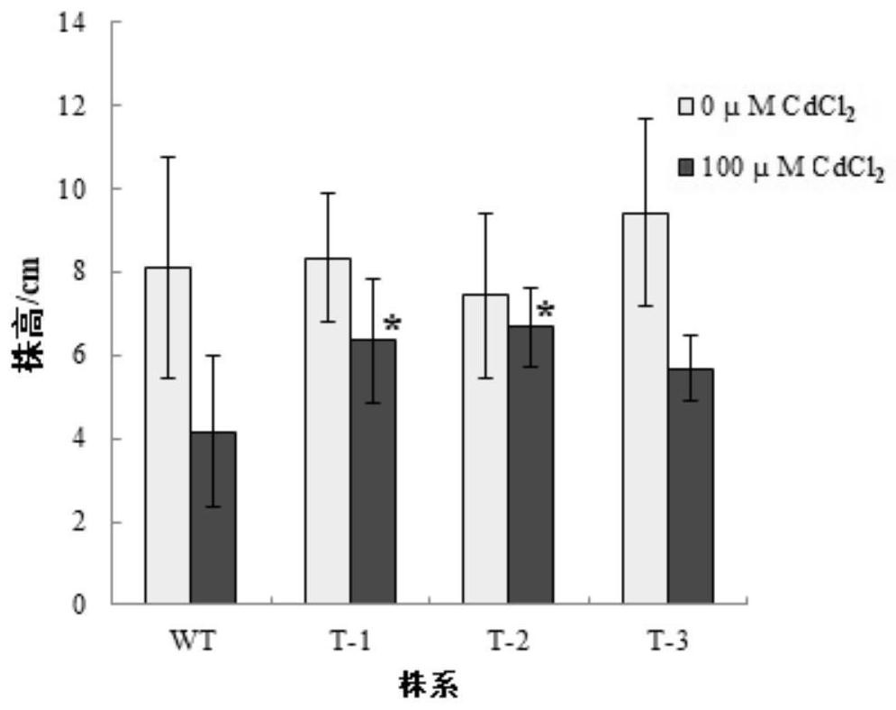 Poplar latex protein MLP gene capable of improving cadmium stress resistance of plants, protein expressed by poplar latex protein MLP gene and application