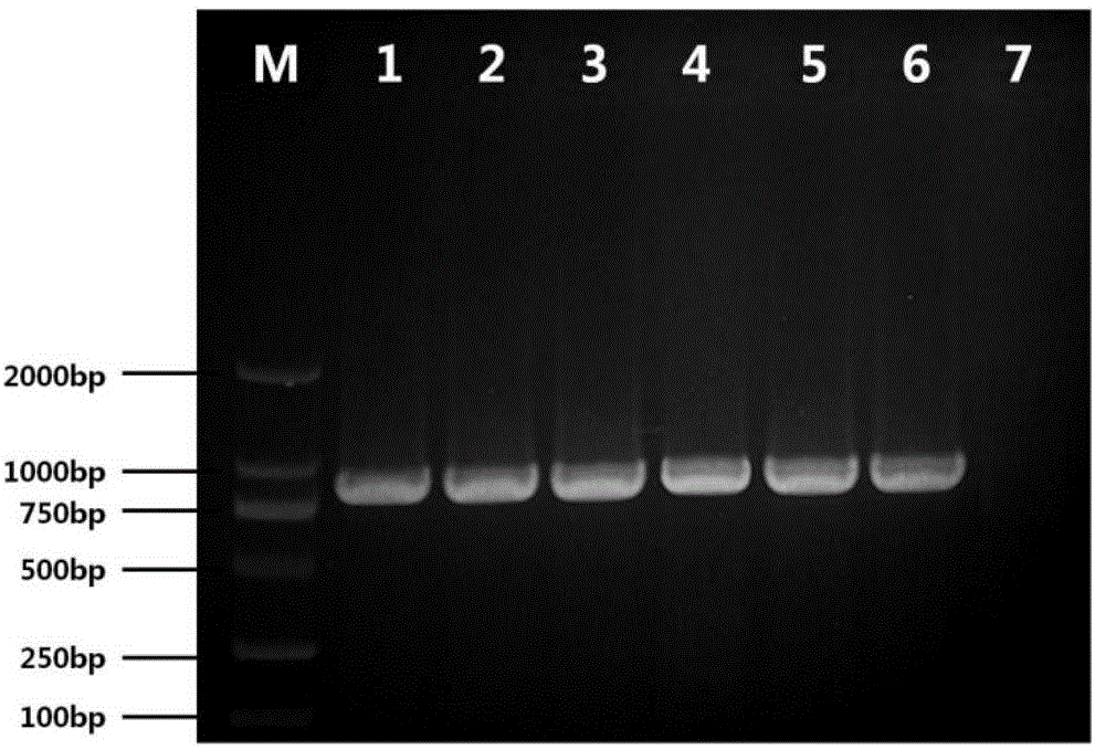 Pig Getah virus strain, vaccine composition, and preparation method and application thereof