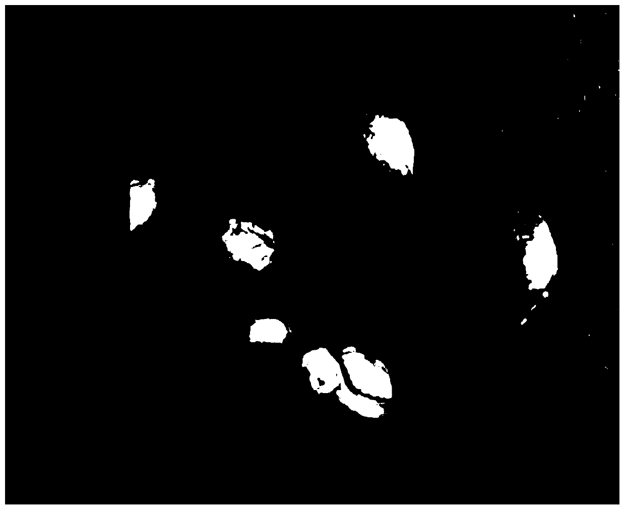 Styrax zhejiangensis in-vitro embryo induced cluster bud rapid propagation method