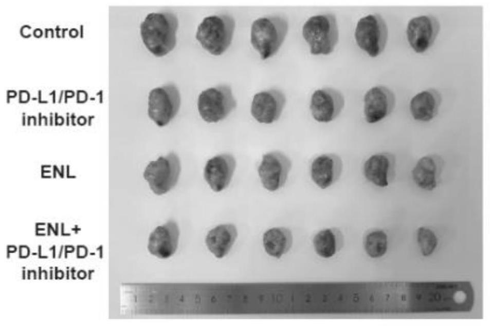 Plant lignan or enterolactone and PD-1/PD-L1 inhibitor combined pharmaceutical composition and application thereof