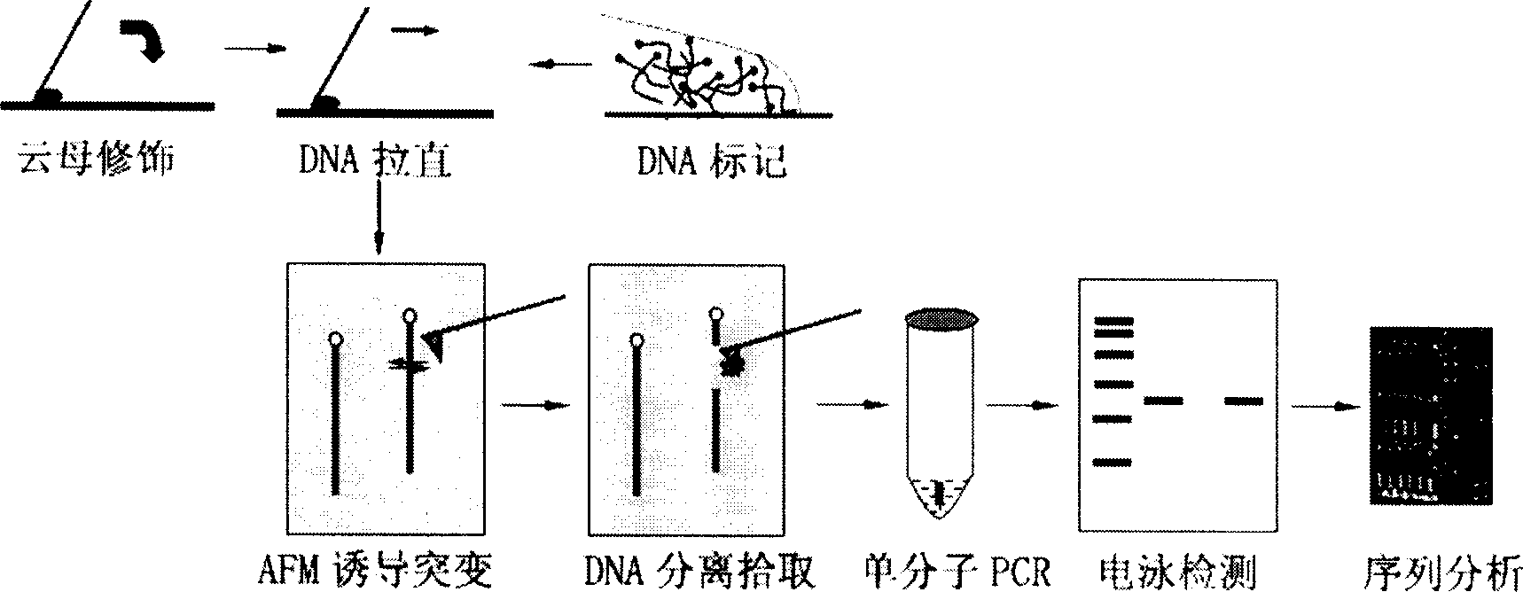 Method for atom force microscope inducing single molecule DNA positoning mutation