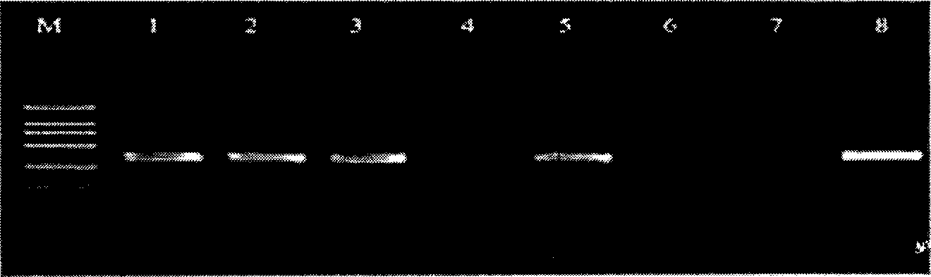 Method for atom force microscope inducing single molecule DNA positoning mutation