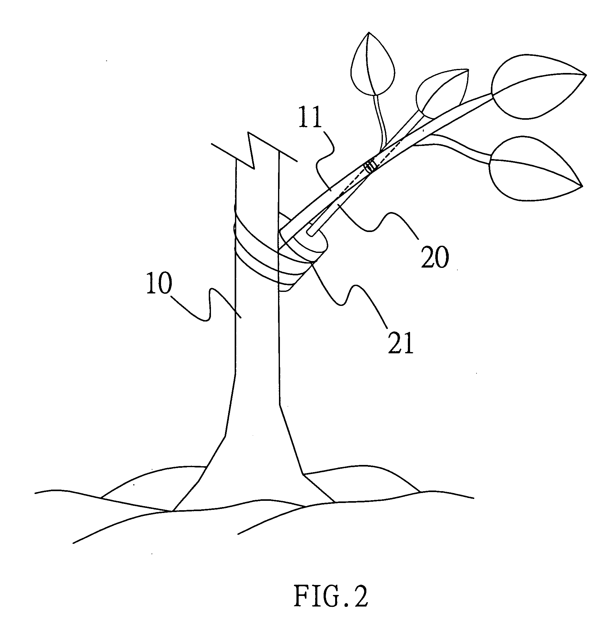 Fruit tree bonsai planting method