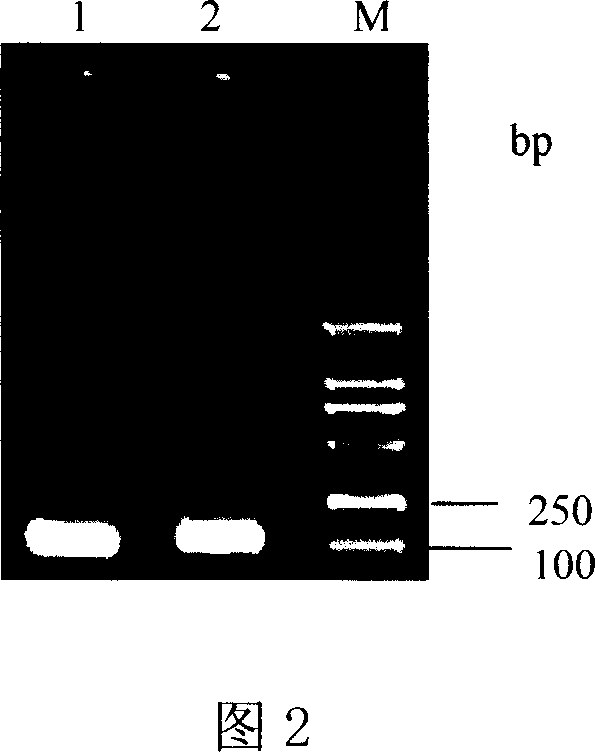 Recombined composite epitope antigen of liver cancer, preparation method, and application of preparing medication for specific immunity treatment of liver cancer