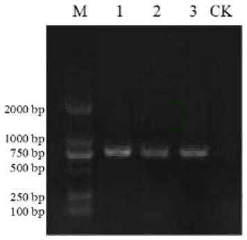 Calycanthus praecox gene CpAP1, protein for encoding gene and application