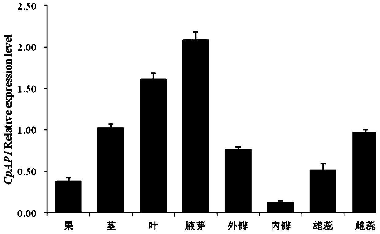 Calycanthus praecox gene CpAP1, protein for encoding gene and application