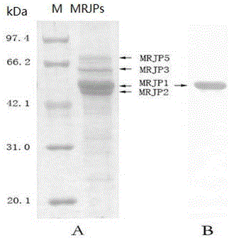 Preparing method and detecting method for MRJR1 antibody pairs in honey and kit