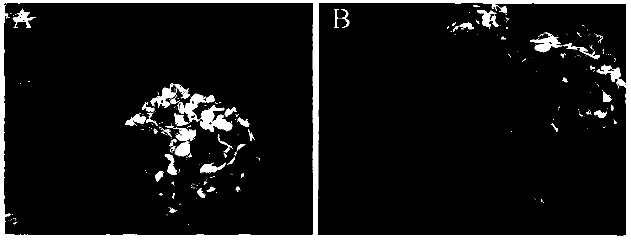 Blue hydrangea macrophylla regulator and regulating method