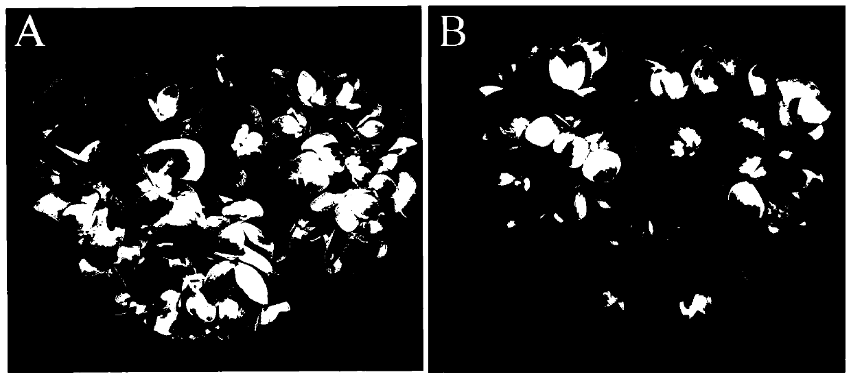 Blue hydrangea macrophylla regulator and regulating method