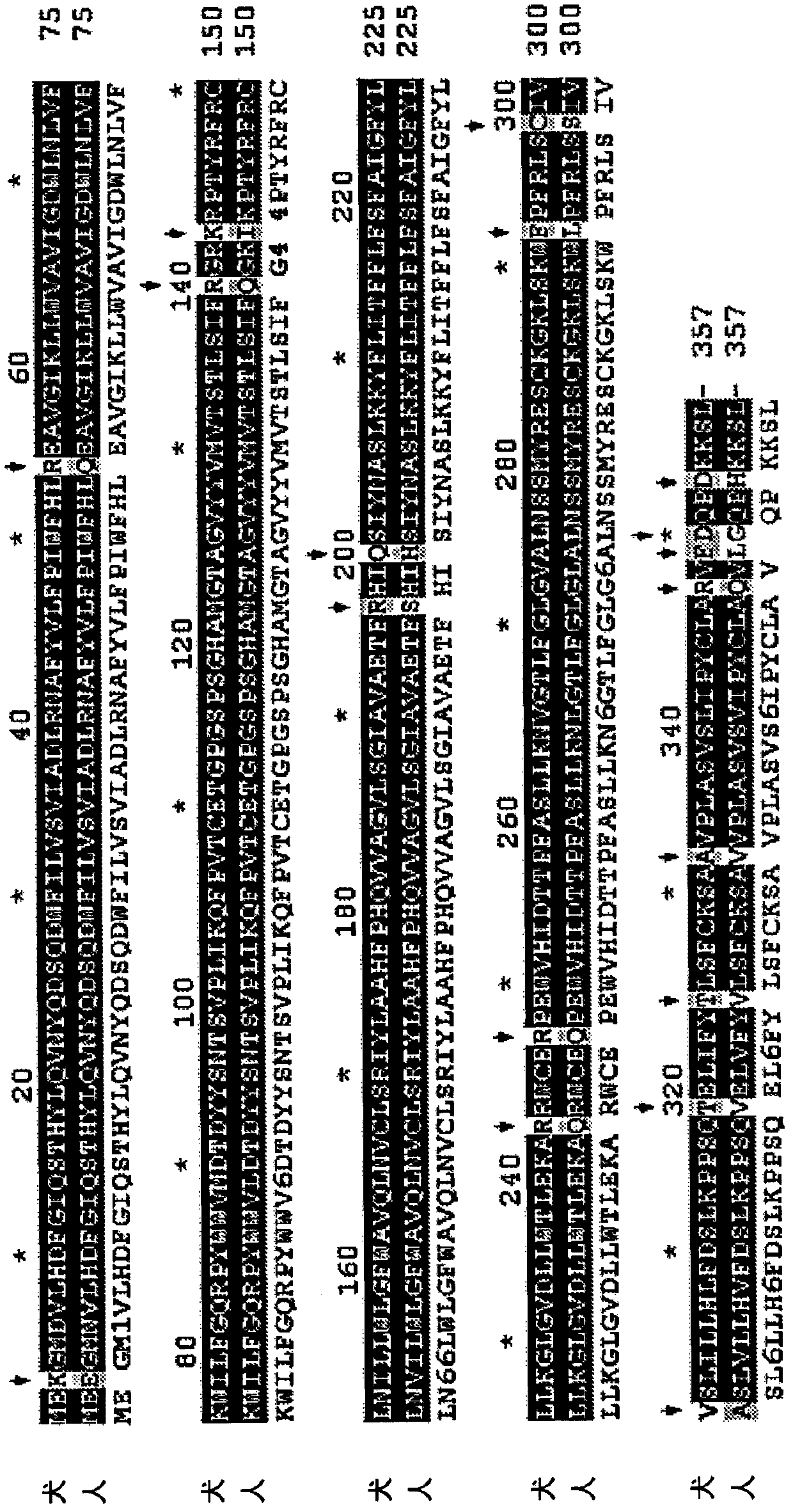 Adeno-associated virus vectors encoding modified g6pc and uses thereof