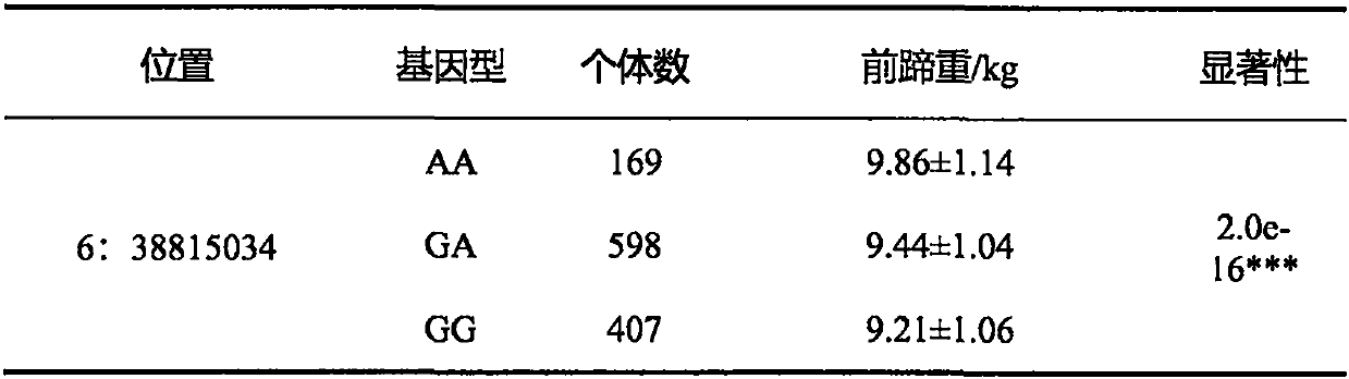 SNP site related to forehoof weight on chromosome 6 of simmental cattle for beef, and application of SNP site