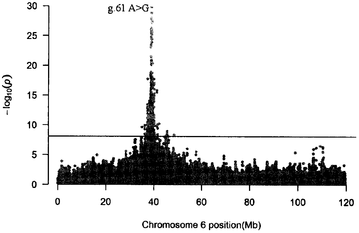 SNP site related to forehoof weight on chromosome 6 of simmental cattle for beef, and application of SNP site