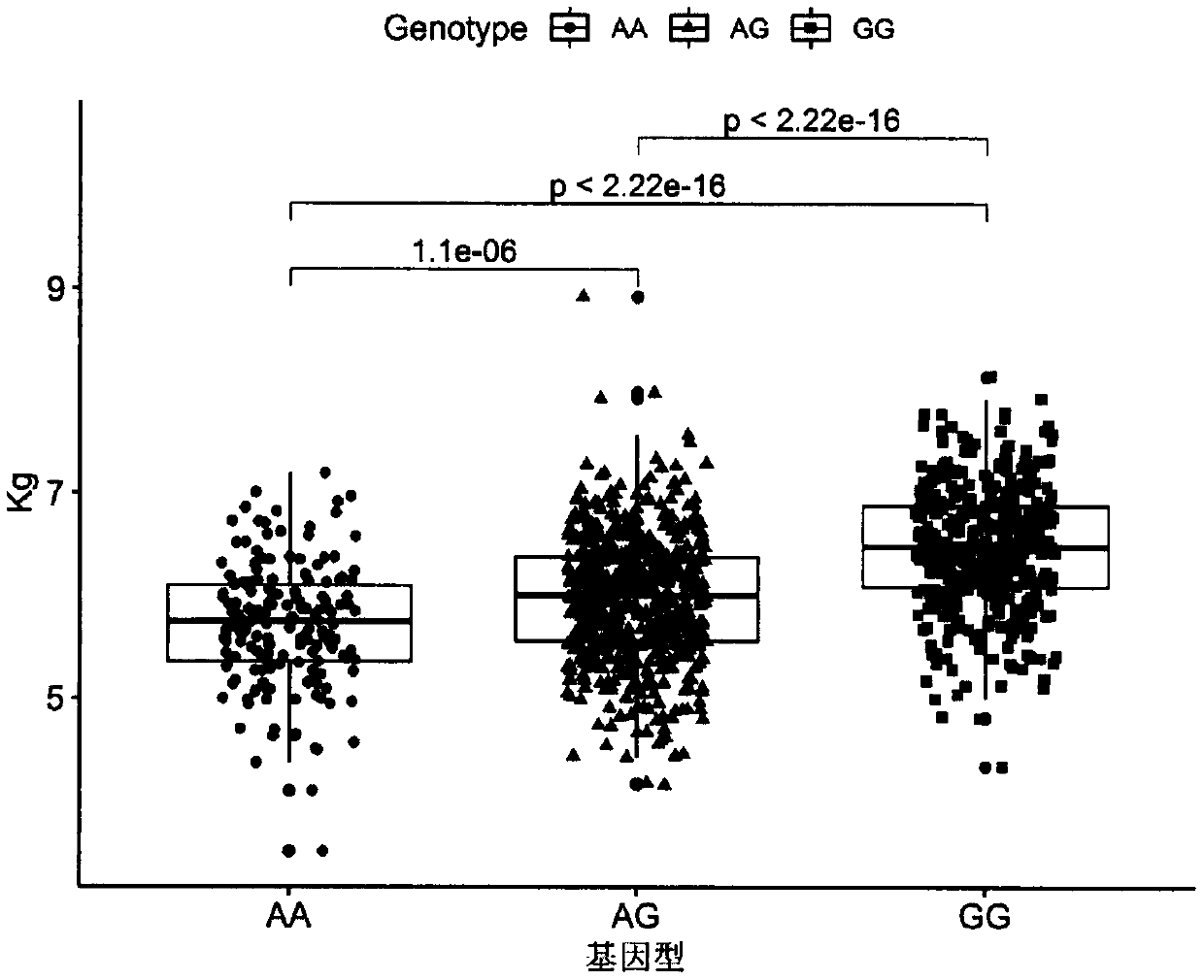 SNP site related to forehoof weight on chromosome 6 of simmental cattle for beef, and application of SNP site