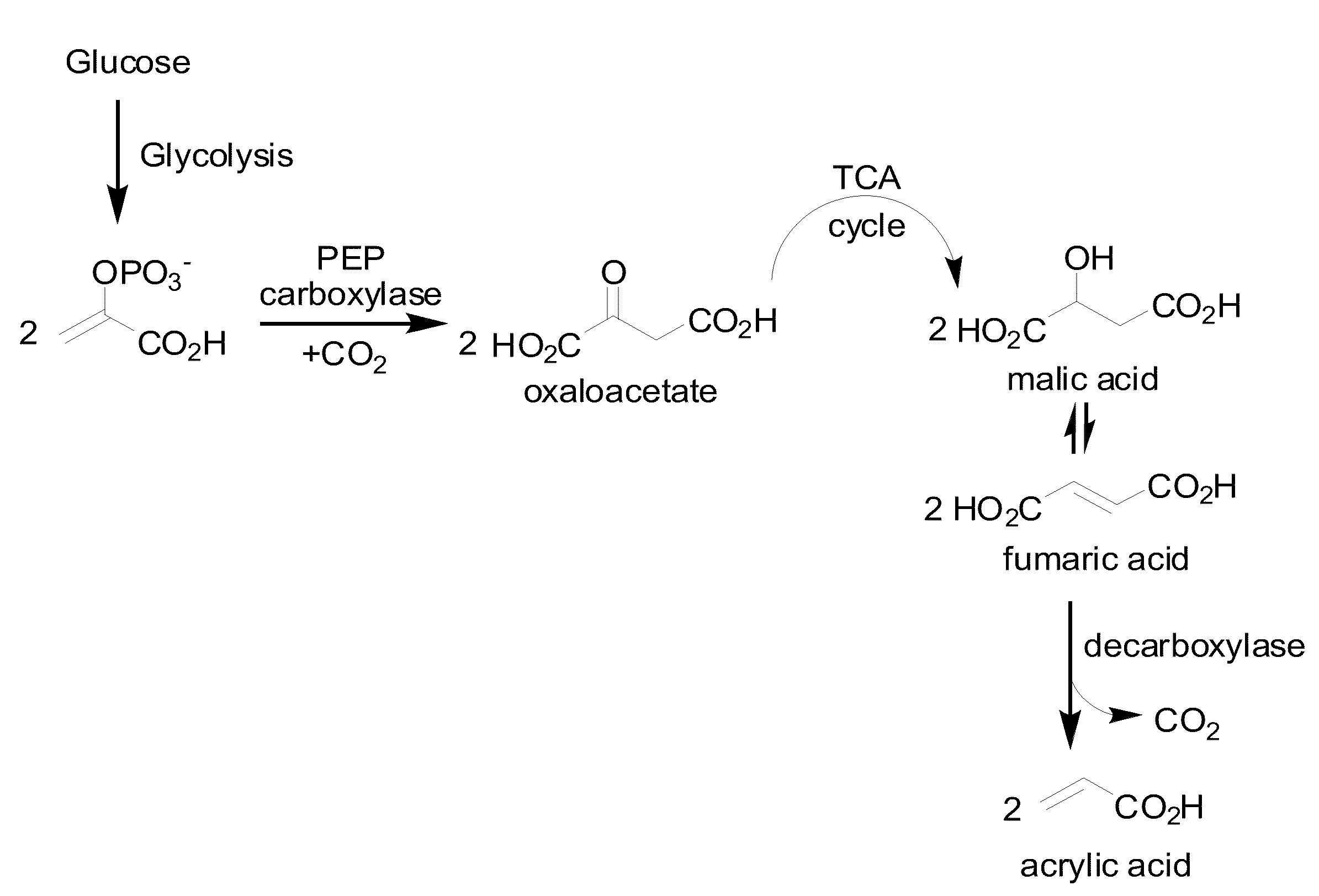 Microorganisms and methods for the biosynthesis of fumarate, malate, and acrylate