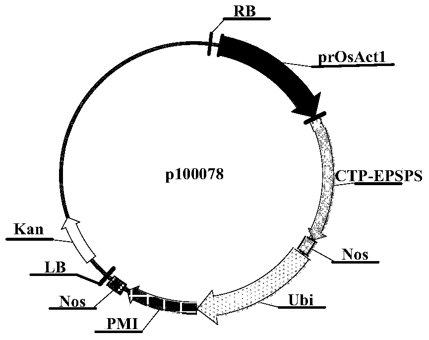 Constitutive promoter and application thereof