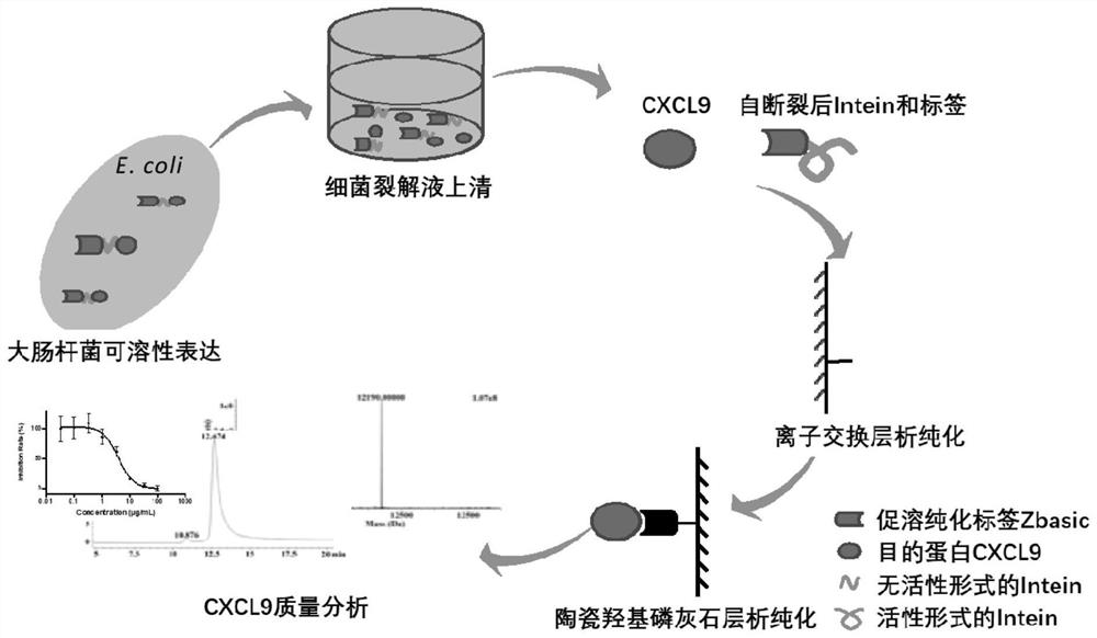 A method for expressing and purifying recombinant cxcl9 protein and its application