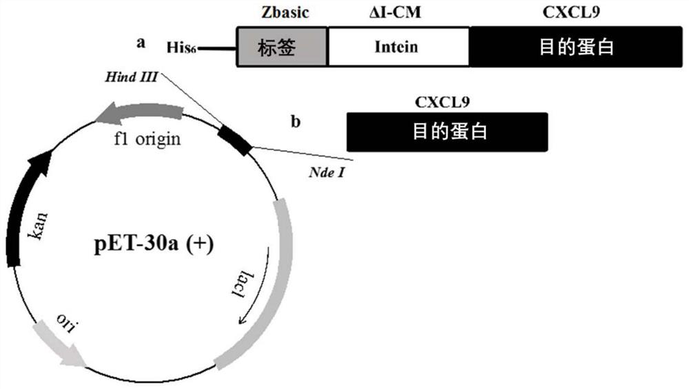 A method for expressing and purifying recombinant cxcl9 protein and its application