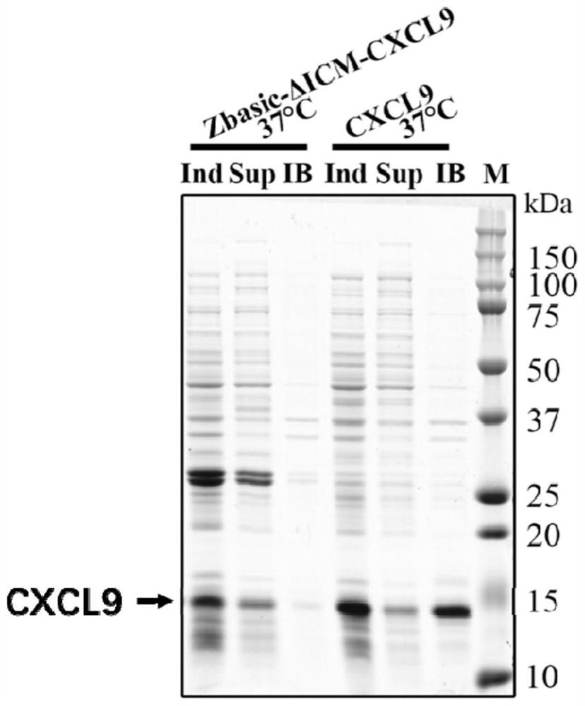 A method for expressing and purifying recombinant cxcl9 protein and its application