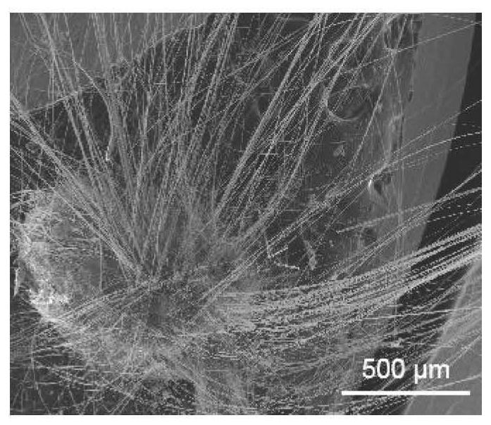 Crystal red phosphorus nanowire and preparation method thereof