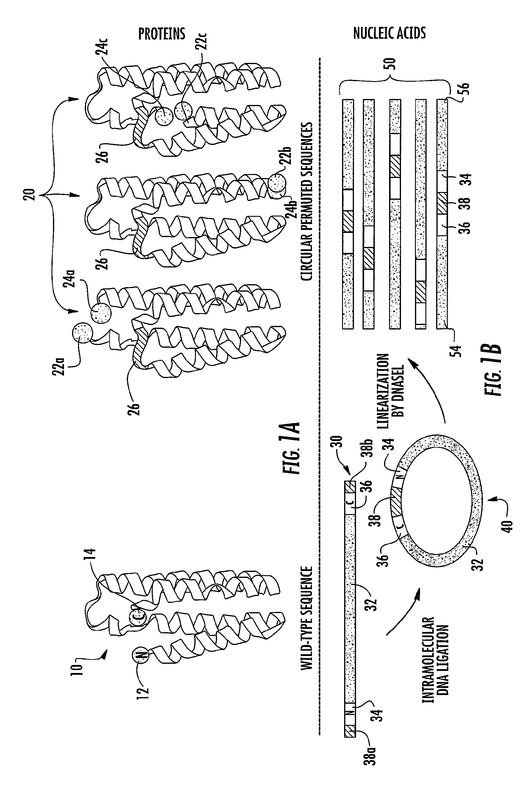 Proteins with enhanced functionality and methods of making novel proteins using circular permutation