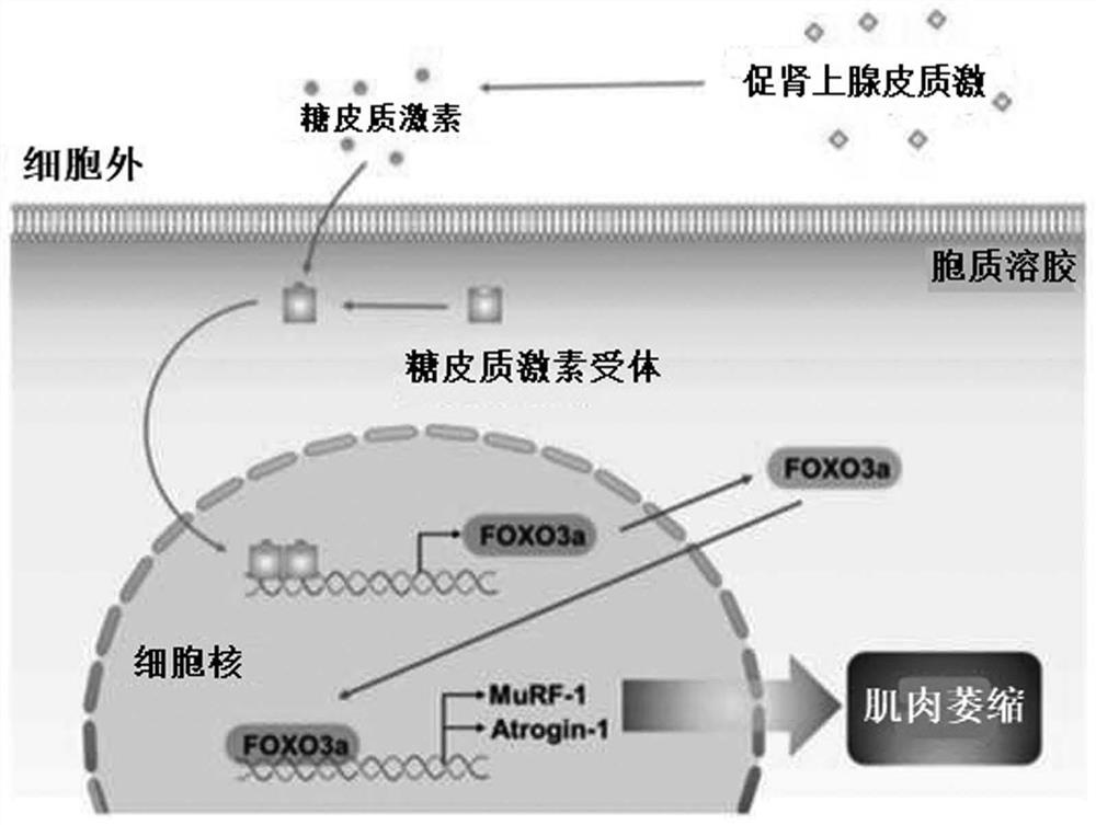 Composition for ameliorating, preventing or treating muscle atrophy comprising potentilla chinensis extract or polygonum tinctorium extract