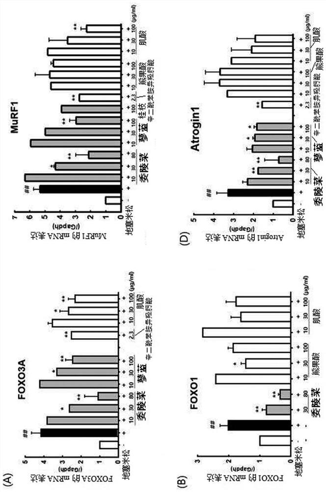 Composition for ameliorating, preventing or treating muscle atrophy comprising potentilla chinensis extract or polygonum tinctorium extract