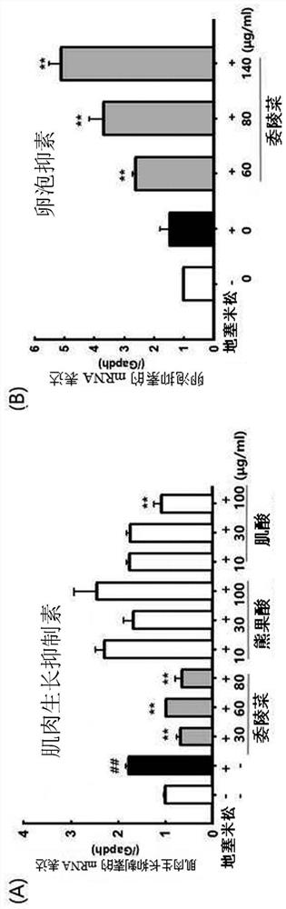 Composition for ameliorating, preventing or treating muscle atrophy comprising potentilla chinensis extract or polygonum tinctorium extract