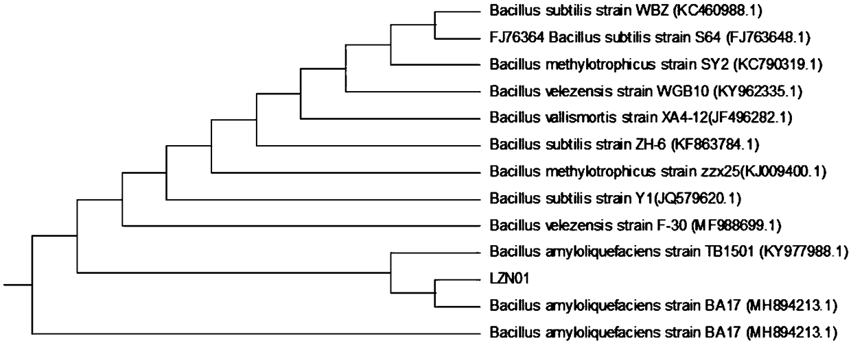 Bacillus amyloliquefaciens with inhibiting effect on fusarium oxysporum and application of bacillus amyloliquefaciens