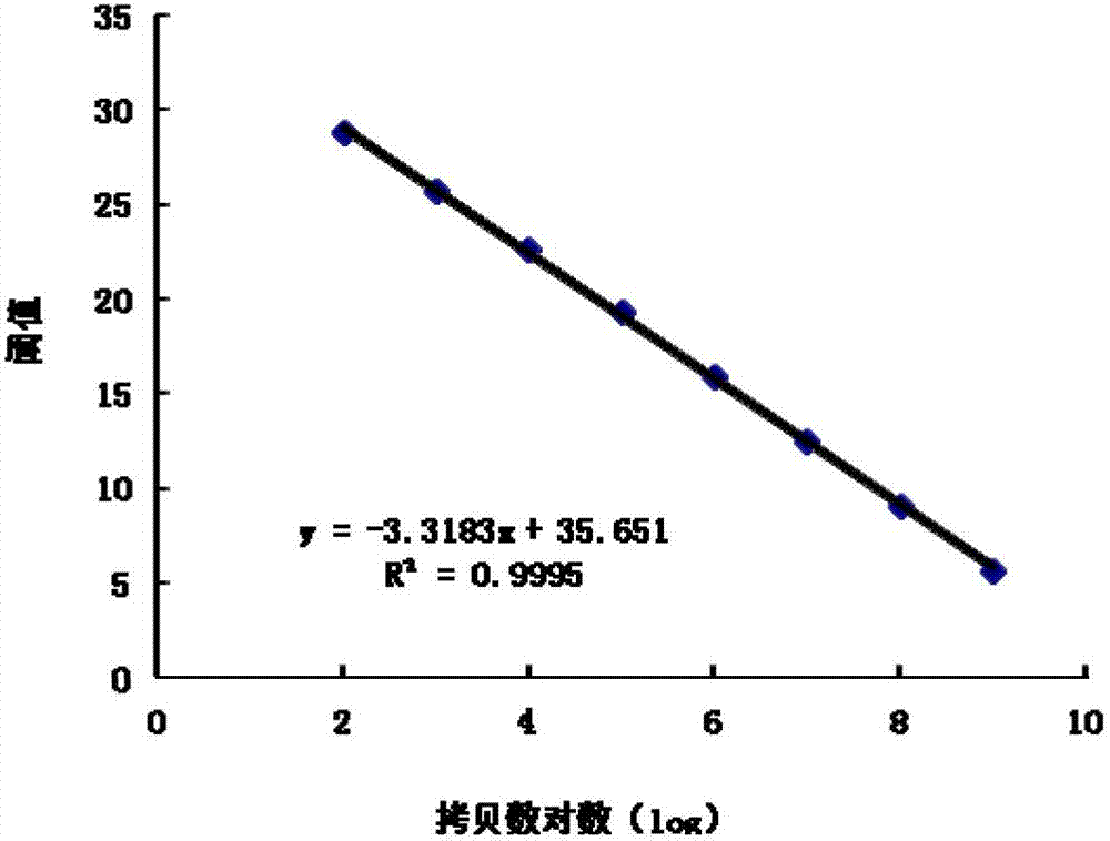 Dominant flora in white gourd cooked curing process and amplification primer thereof