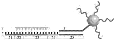 DNA molecular machine and single-base mutation detection method based on DNA molecular machine as well as application of method