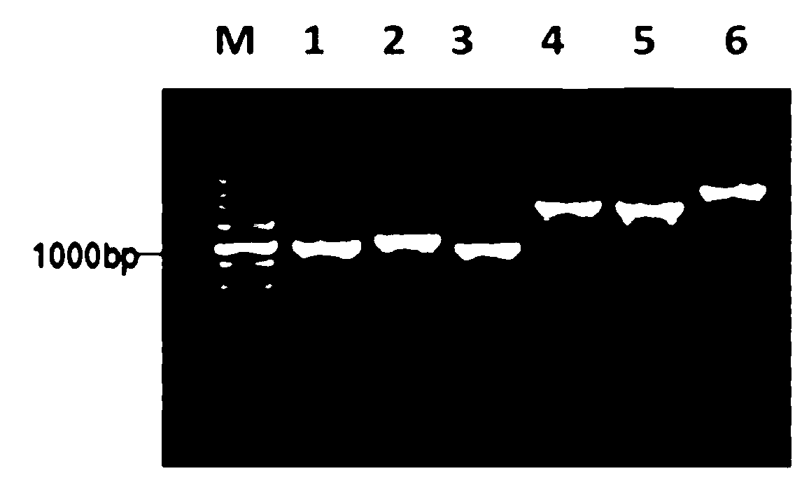 Streptococcus suis serotype II htpsC gene knockout mutant strain and application thereof