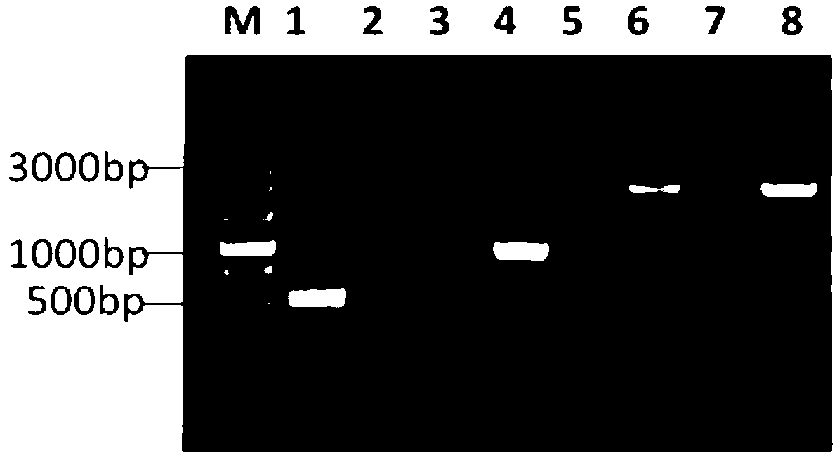 Streptococcus suis serotype II htpsC gene knockout mutant strain and application thereof