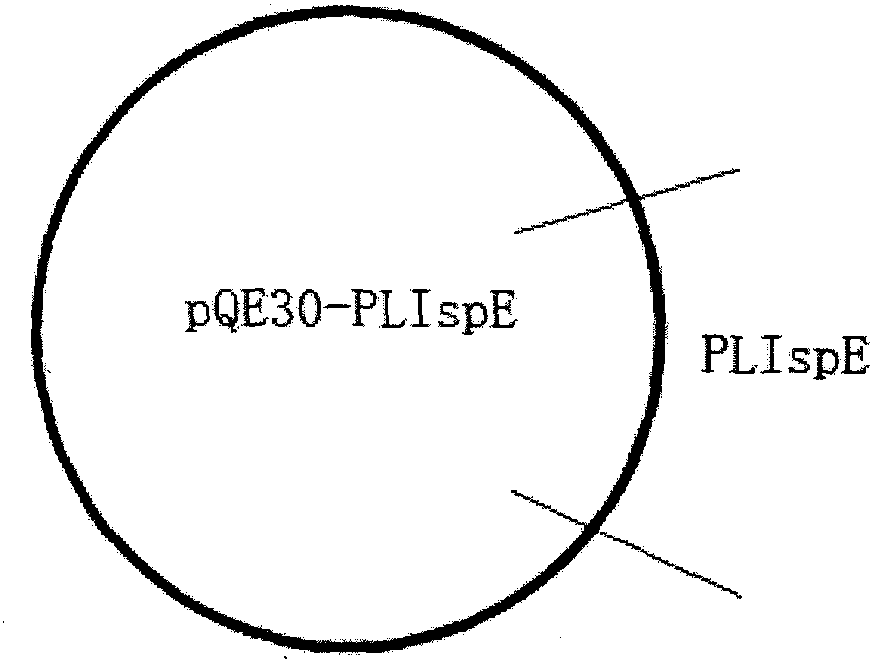Peony 4-diphosphate cytidine-2-c-methylerythrosekinase (plispe) gene and its coding product and application