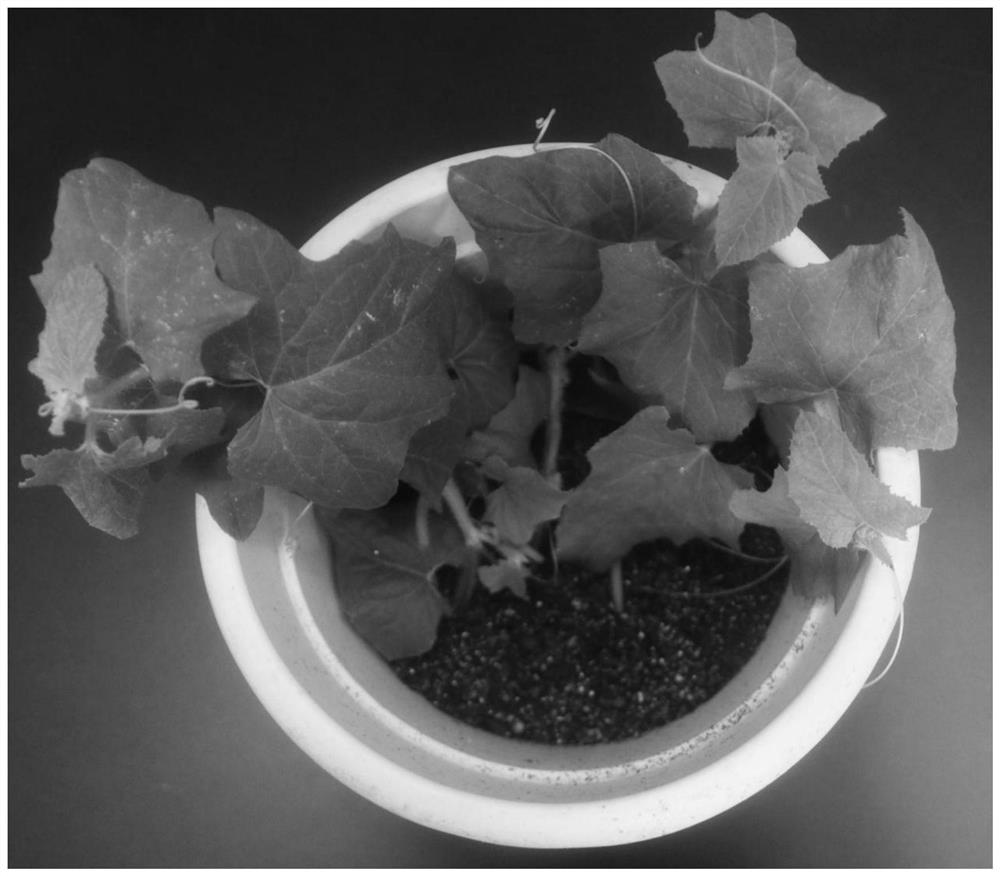 A cutting seedling identification method for resistance to powdery mildew of melon
