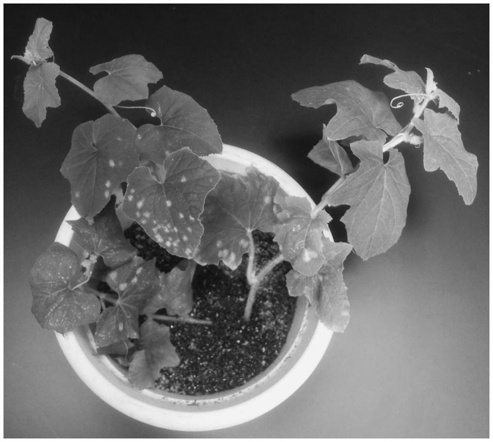 A cutting seedling identification method for resistance to powdery mildew of melon