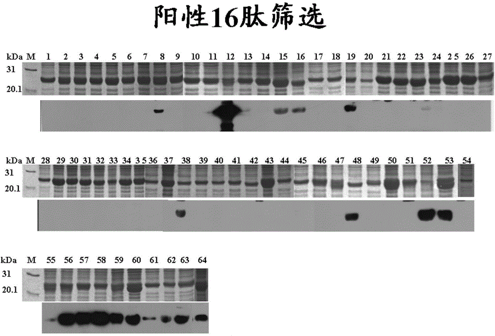 Linear epitope minimum motif peptides of PPRV (peste des petits ruminants virus) N (nucleocapsid) protein