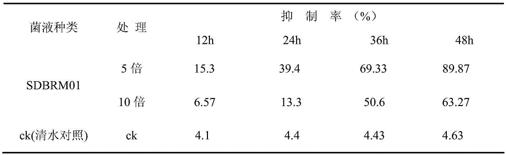 A strain of Bacillus subtilis and its application in controlling root-knot nematode of tree peony