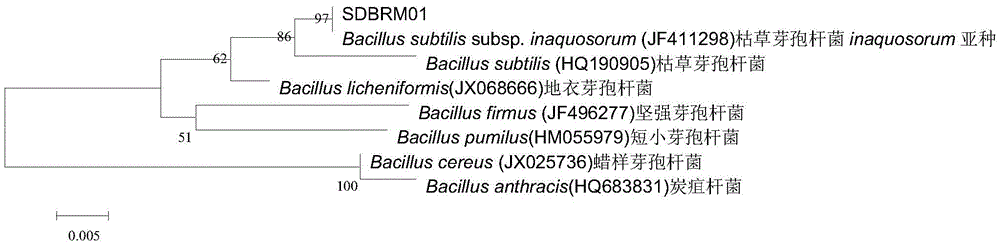 A strain of Bacillus subtilis and its application in controlling root-knot nematode of tree peony