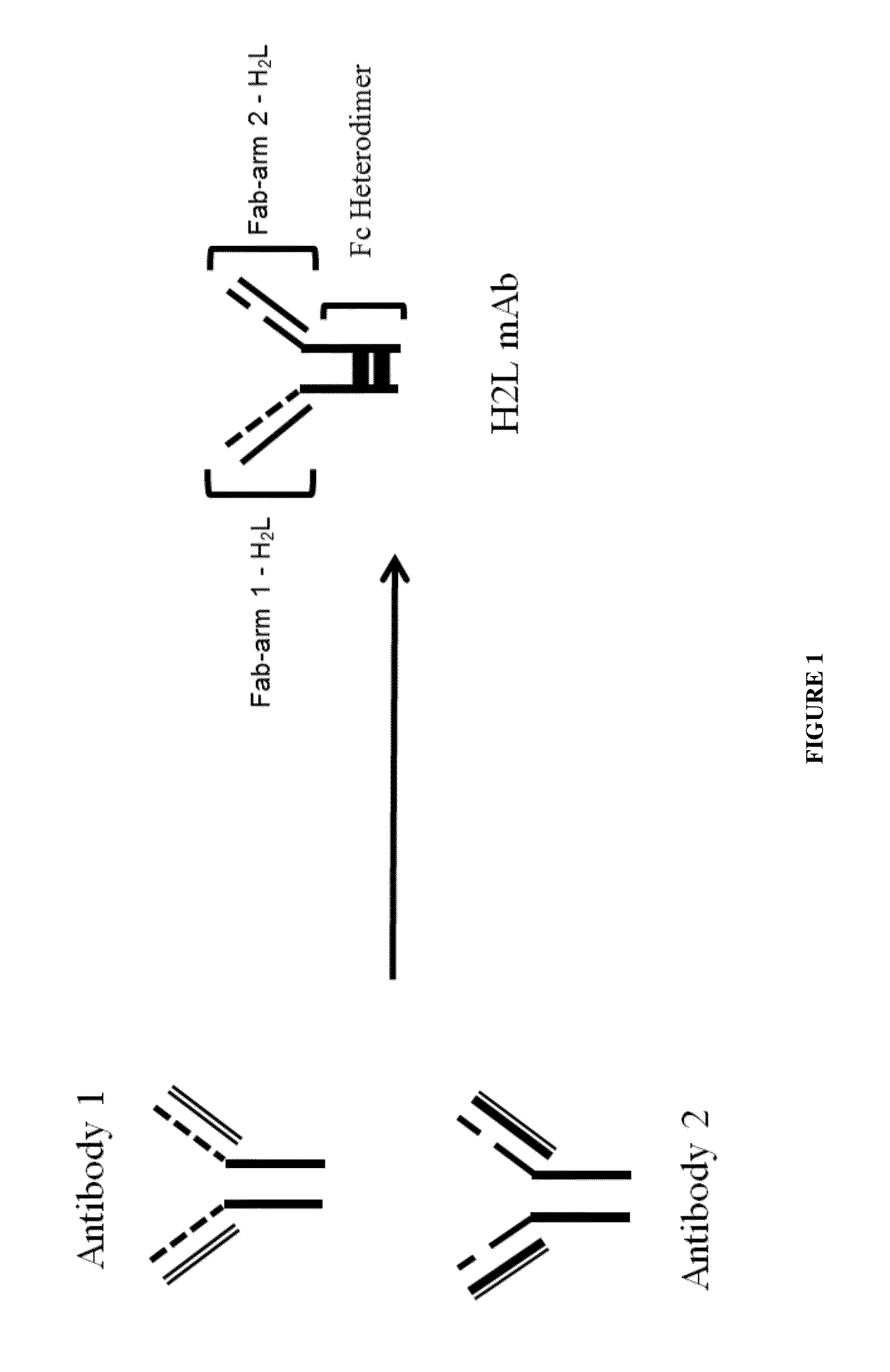 Multi-specific monoclonal antibodies