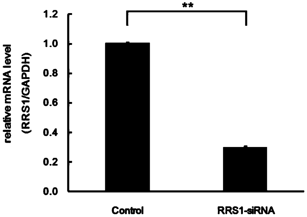 Application and inhibitor of human rrs1 gene
